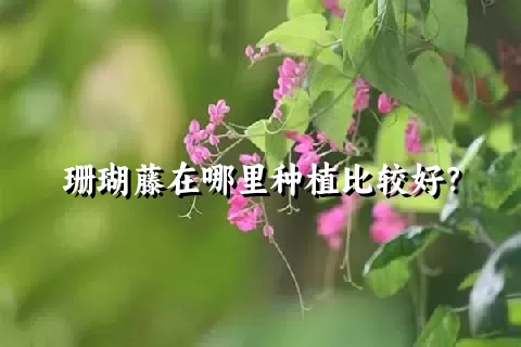 珊瑚藤在哪里种植比较好？