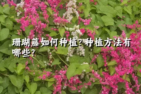 珊瑚藤如何种植？种植方法有哪些？
