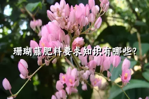 珊瑚藤肥料要求知识有哪些？