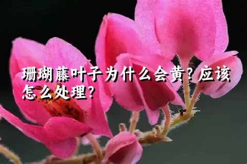 珊瑚藤叶子为什么会黄？应该怎么处理？