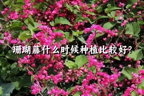 珊瑚藤什么时候种植比较好？