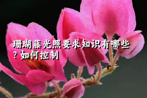 珊瑚藤光照要求知识有哪些？如何控制