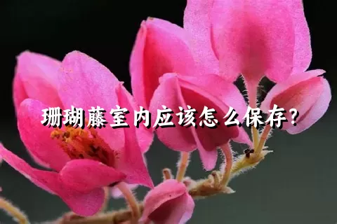 珊瑚藤室内应该怎么保存？