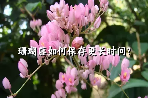 珊瑚藤如何保存更长时间？