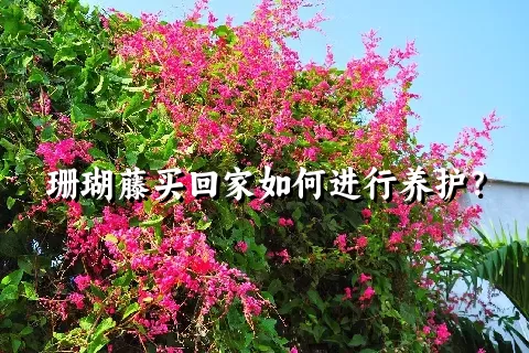 珊瑚藤买回家如何进行养护？