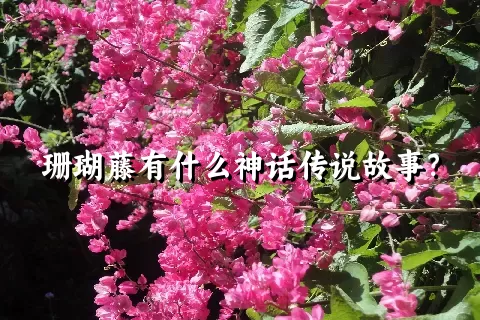 珊瑚藤有什么神话传说故事？