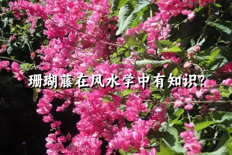 珊瑚藤在风水学中有知识？
