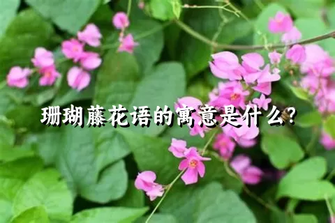 珊瑚藤花语的寓意是什么？