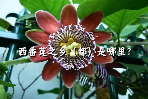 西番莲之乡（都）是哪里？