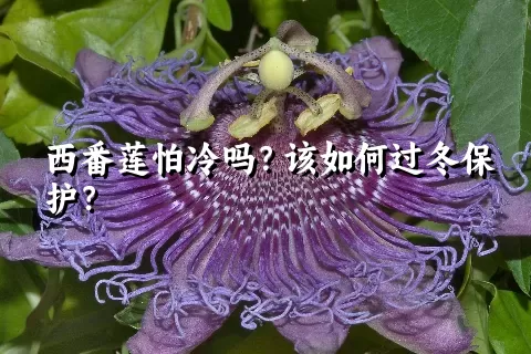 西番莲怕冷吗？该如何过冬保护？