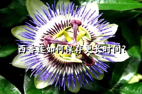 西番莲如何保存更长时间？