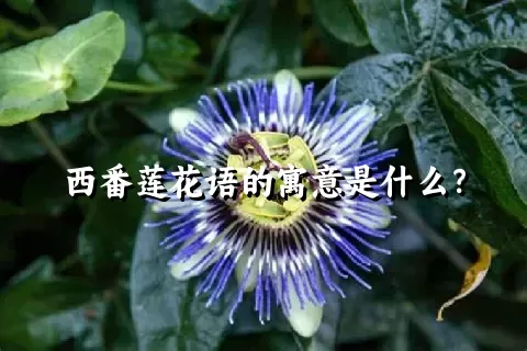 西番莲花语的寓意是什么？