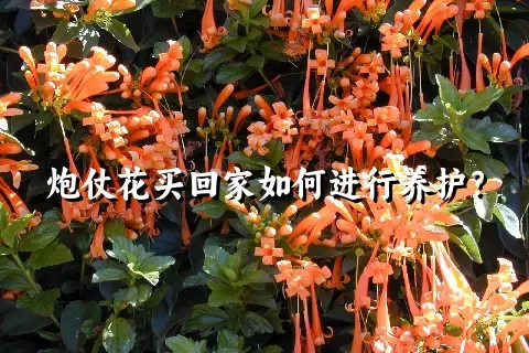 炮仗花买回家如何进行养护？