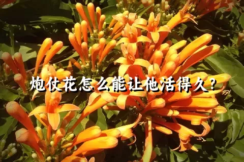 炮仗花怎么能让他活得久？