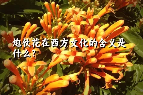 炮仗花在西方文化的含义是什么？