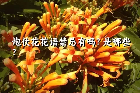 炮仗花花语禁忌有吗？是哪些？