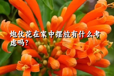 炮仗花在家中摆放有什么考虑吗？