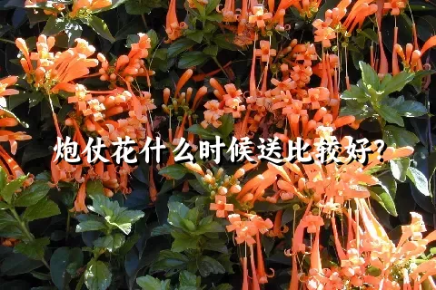 炮仗花什么时候送比较好？