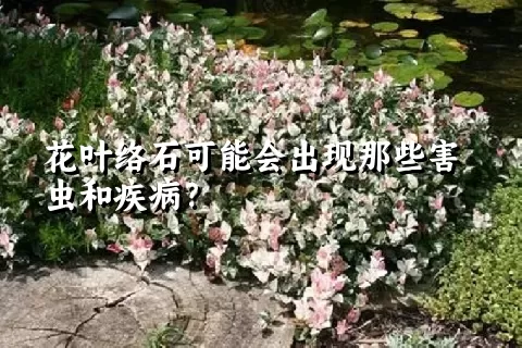 花叶络石可能会出现那些害虫和疾病？