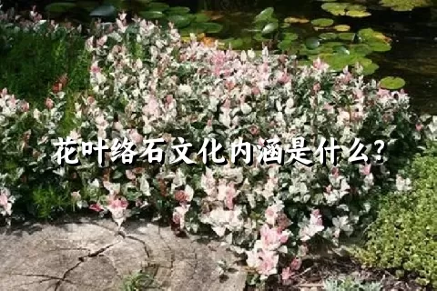 花叶络石文化内涵是什么？