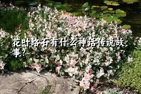 花叶络石有什么神话传说故事？