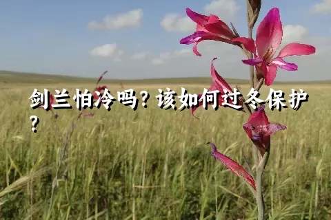 剑兰怕冷吗？该如何过冬保护？