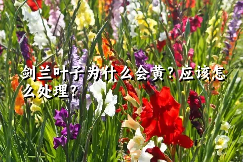 剑兰叶子为什么会黄？应该怎么处理？