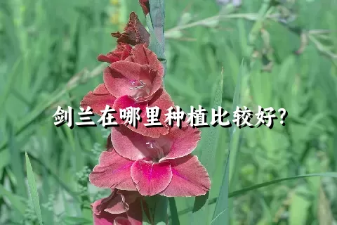 剑兰在哪里种植比较好？