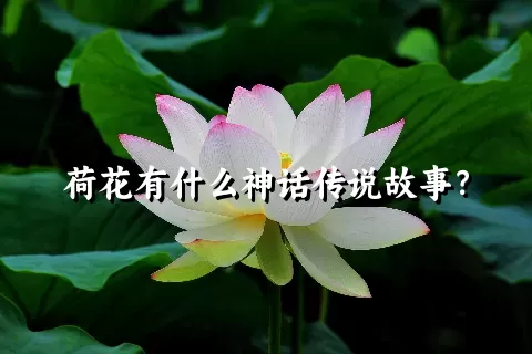 荷花有什么神话传说故事？