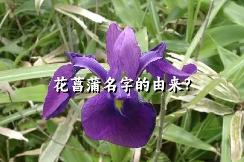 花菖蒲名字的由来？