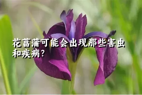 花菖蒲可能会出现那些害虫和疾病？