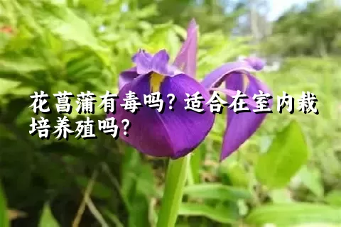 花菖蒲有毒吗？适合在室内栽培养殖吗？
