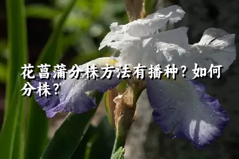 花菖蒲分株方法有播种？如何分株？