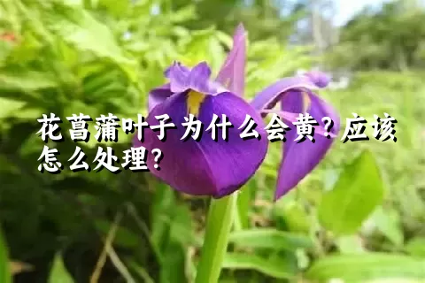 花菖蒲叶子为什么会黄？应该怎么处理？