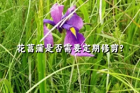 花菖蒲是否需要定期修剪？