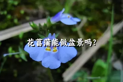 花菖蒲能做盆景吗？