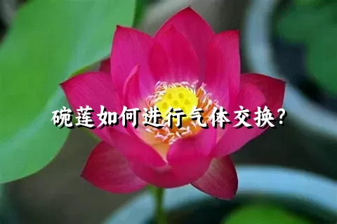 碗莲如何进行气体交换？