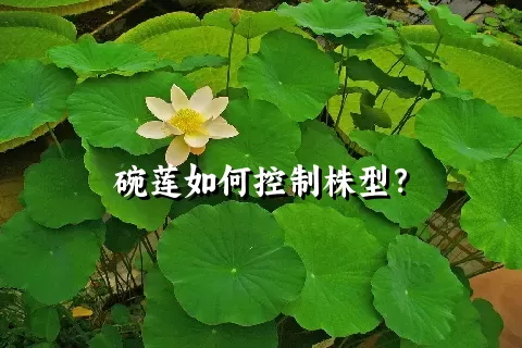 碗莲如何控制株型？
