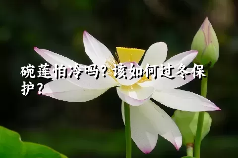 碗莲怕冷吗？该如何过冬保护？