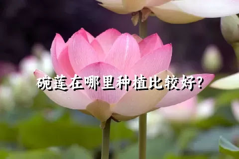 碗莲在哪里种植比较好？