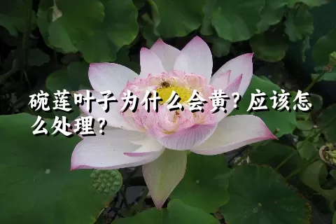 碗莲叶子为什么会黄？应该怎么处理？