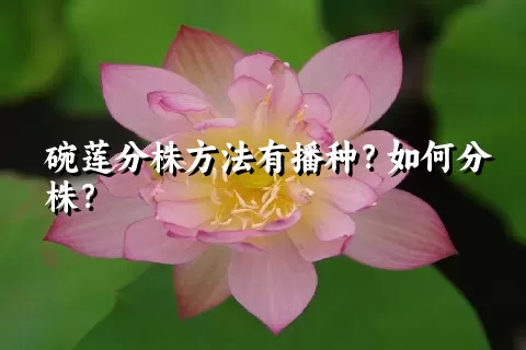 碗莲分株方法有播种？如何分株？