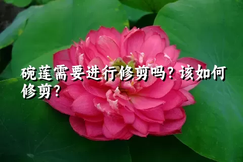碗莲需要进行修剪吗？该如何修剪？