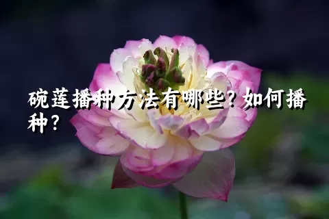 碗莲播种方法有哪些？如何播种？