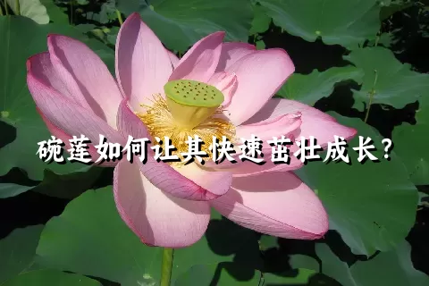 碗莲如何让其快速茁壮成长？