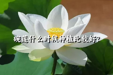 碗莲什么时候种植比较好？