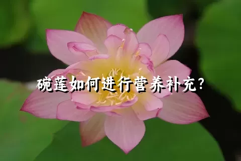 碗莲如何进行营养补充？