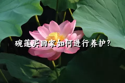 碗莲买回家如何进行养护？
