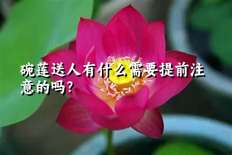 碗莲送人有什么需要提前注意的吗？