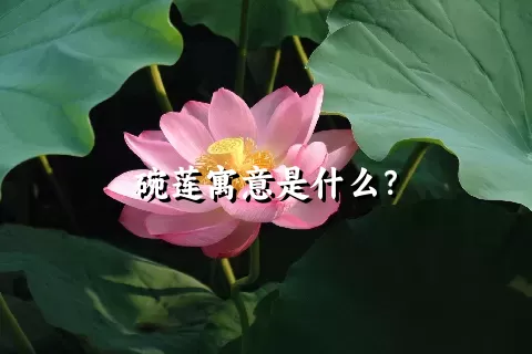 碗莲寓意是什么？